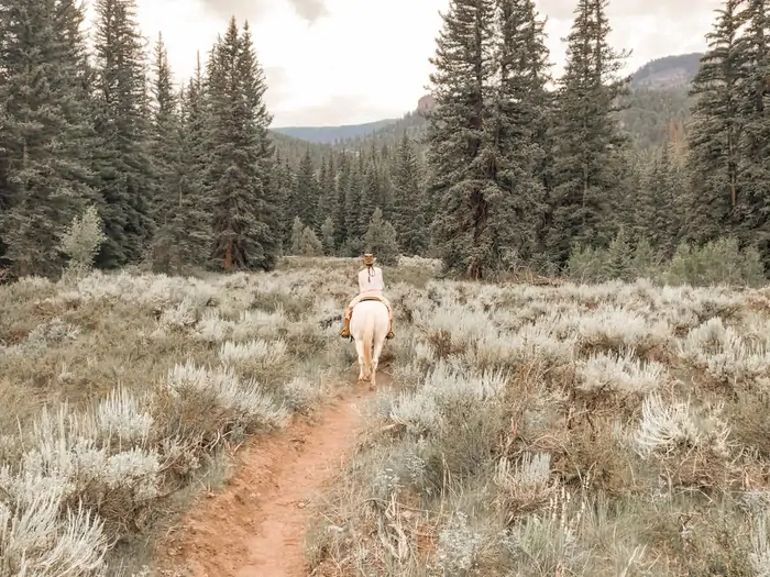 Riding a white horse down a wild trail through the pines